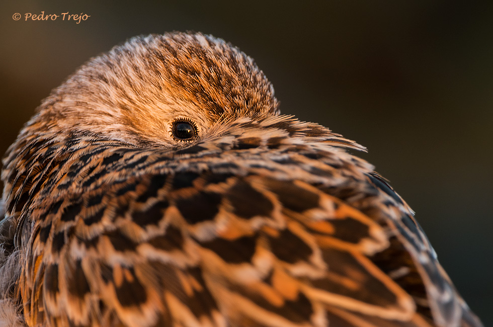 Correlimos común ( Calidris alpina )